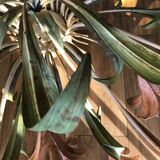 Chandelier with flowers