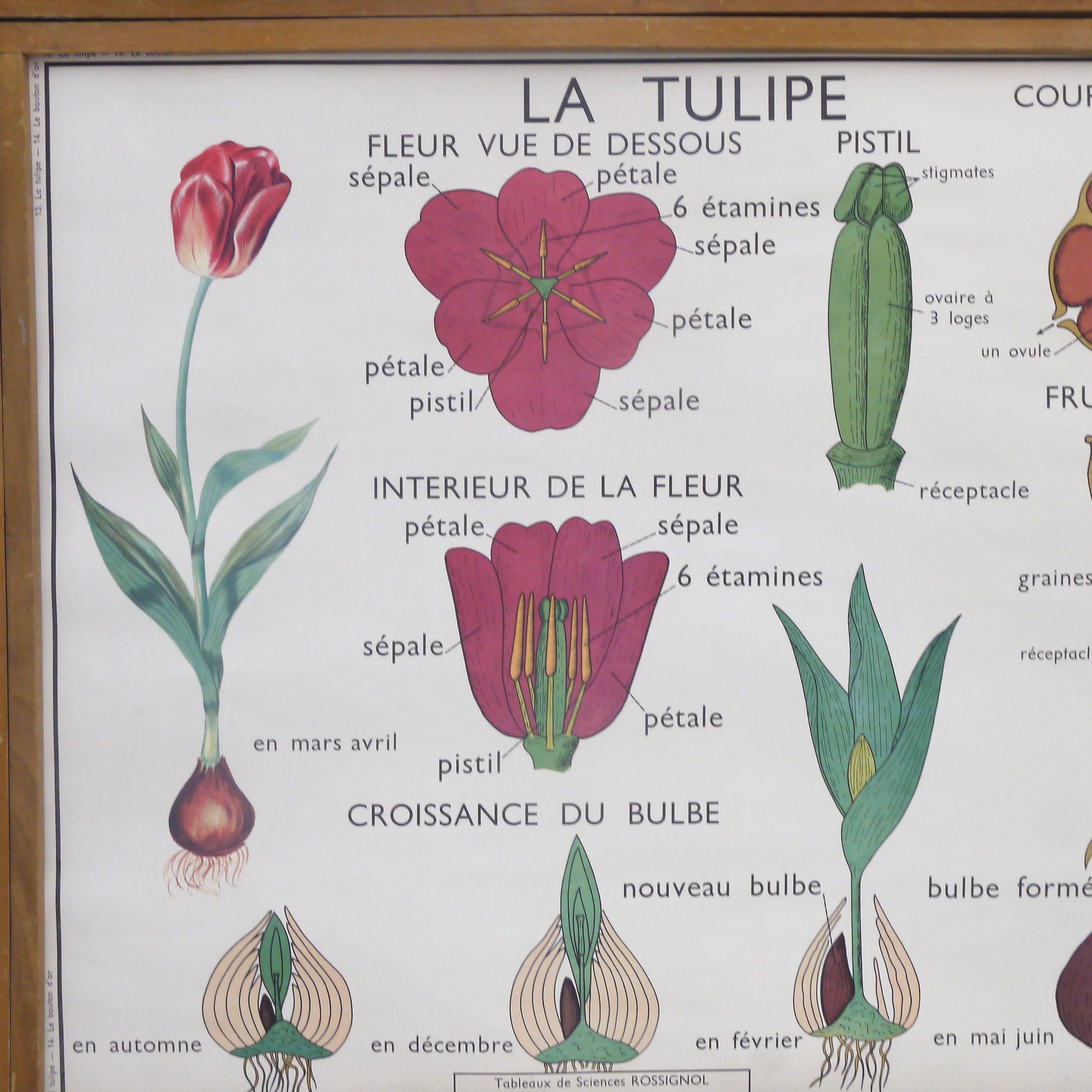 Educational poster rossignol - the tulip & gold button
