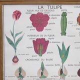 Educational poster rossignol - the tulip & gold button