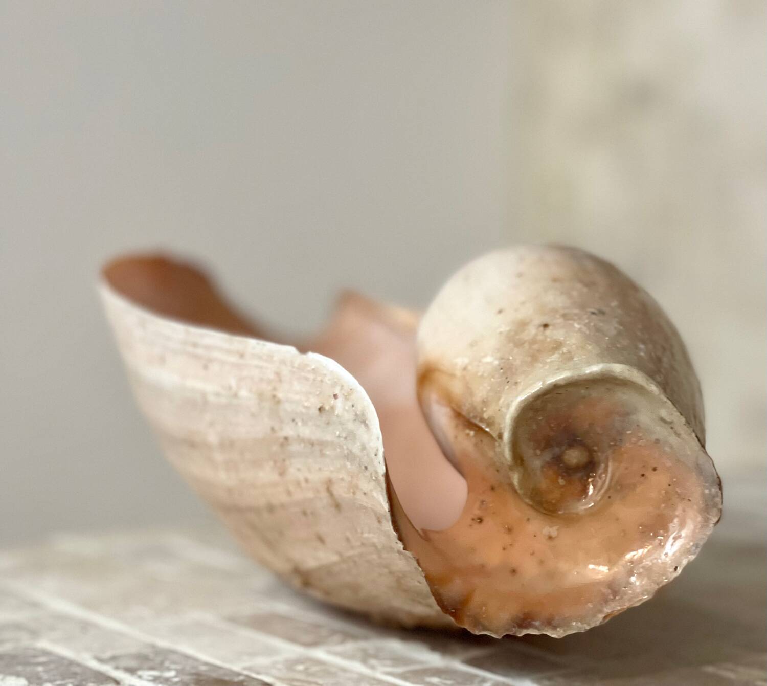 Large Melo Amphora seashell.