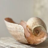Large Melo Amphora seashell.