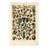 Old engraving from 1923 - Fruits & orchard - vintage kitchen plate