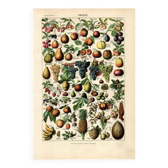 Old engraving from 1923 - Fruits & orchard - vintage kitchen plate