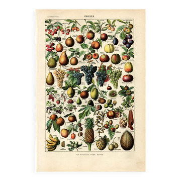 Old engraving from 1923 - Fruits & orchard - vintage kitchen plate
