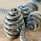 Set of six hammered Art Deco coat hooks