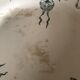 Flat plates in Gien Porcelain "Venice"