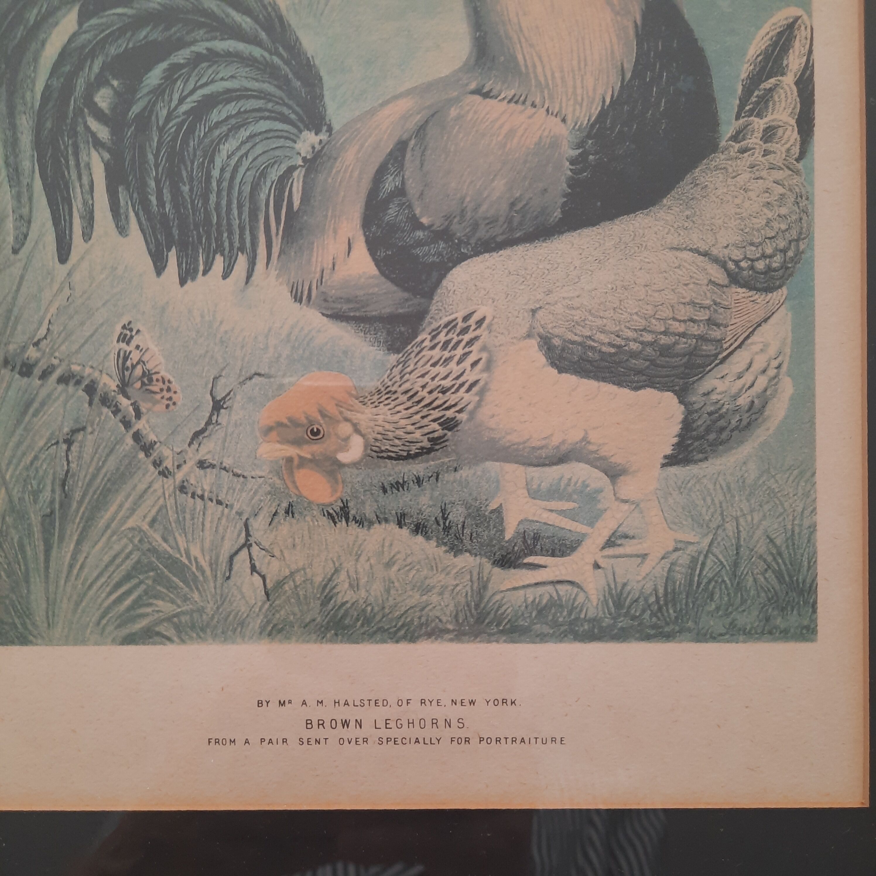 Series of 5 framed engravings