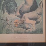 Série de 5 gravures encadrées
