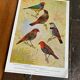 Poster "The Birds of the World" – 1968
