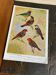 Poster "The Birds of the World" – 1968