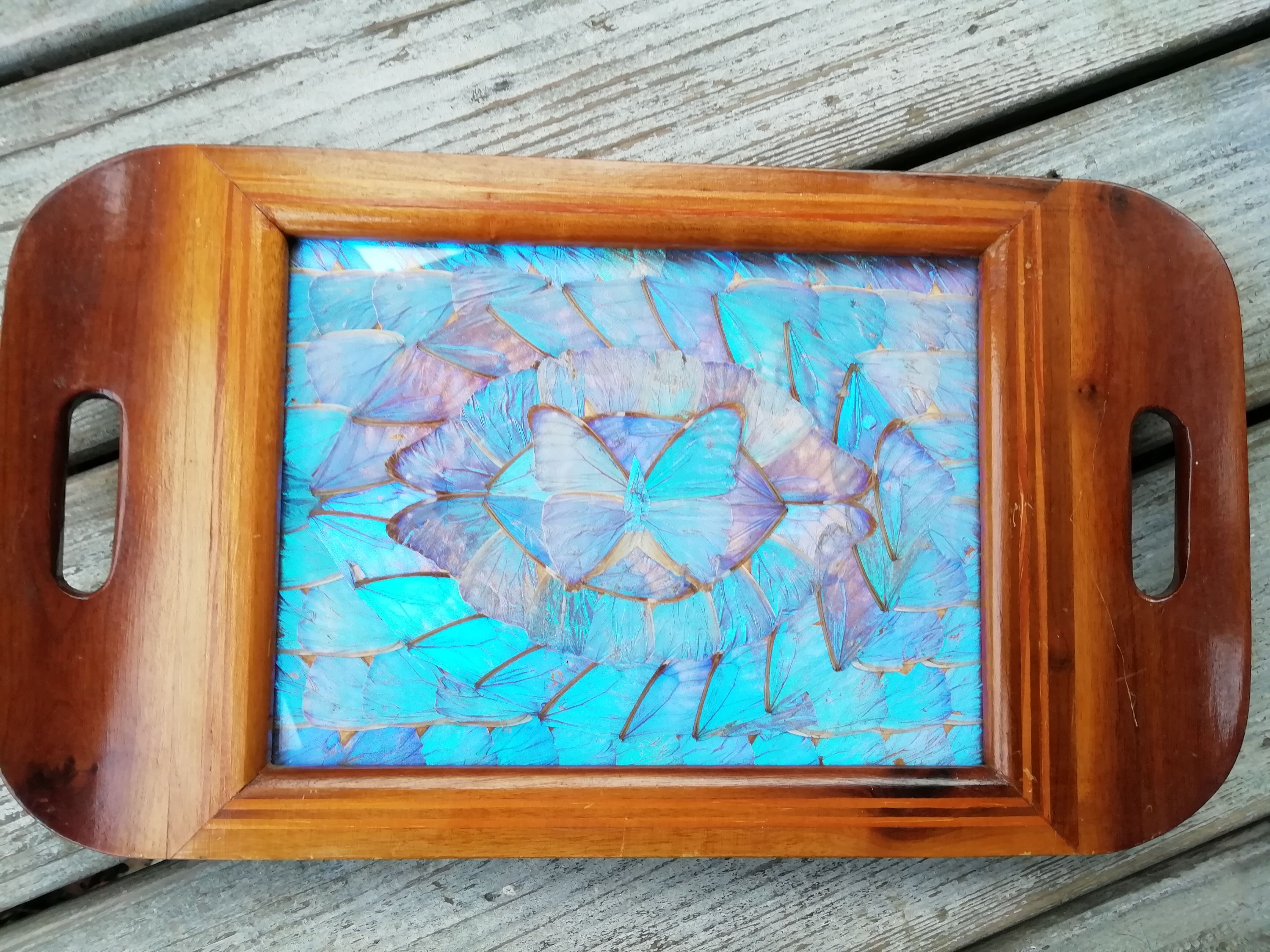 Naturalized butterfly platter