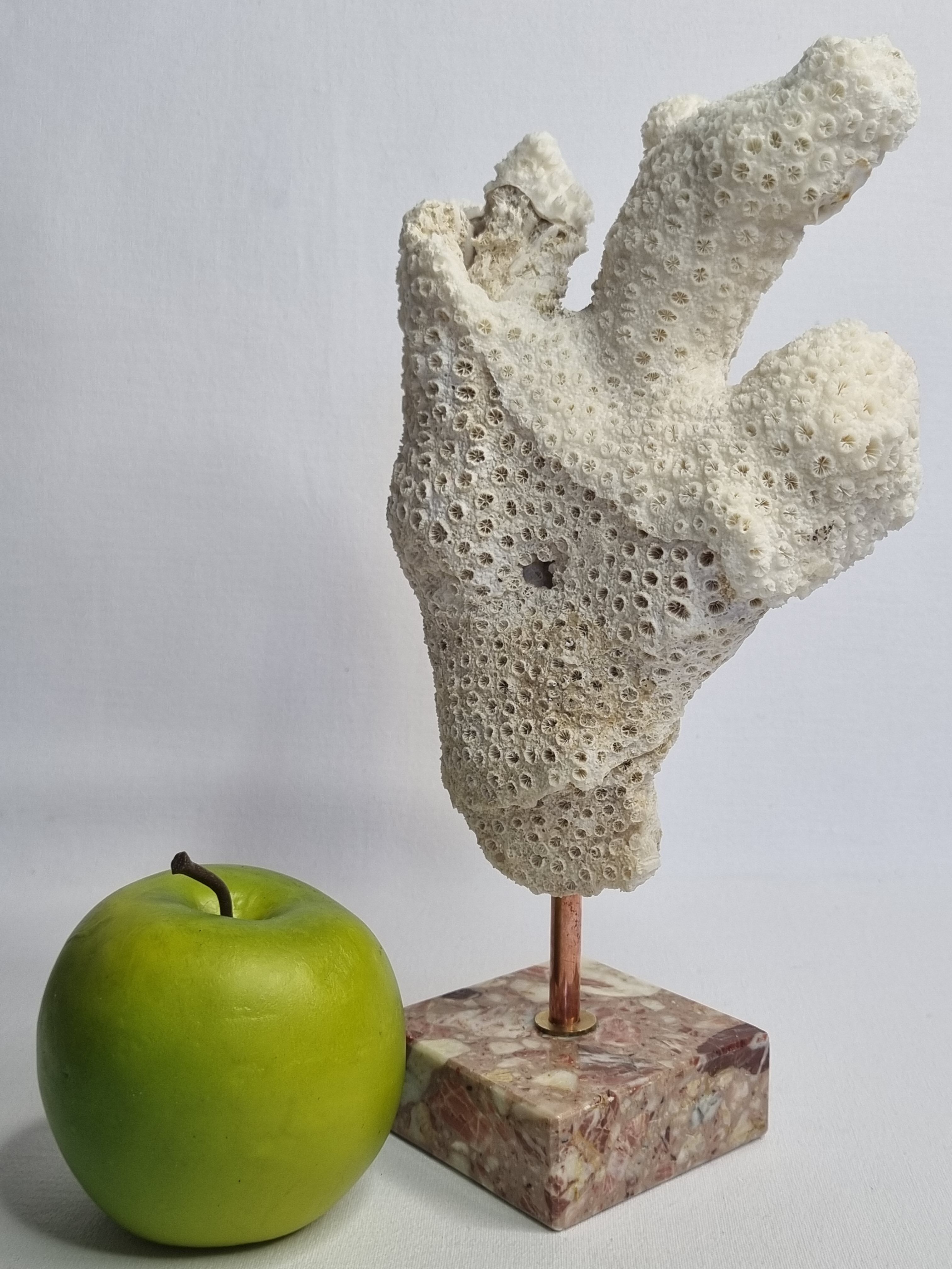 Old white coral branch on pedestal, 27 cm