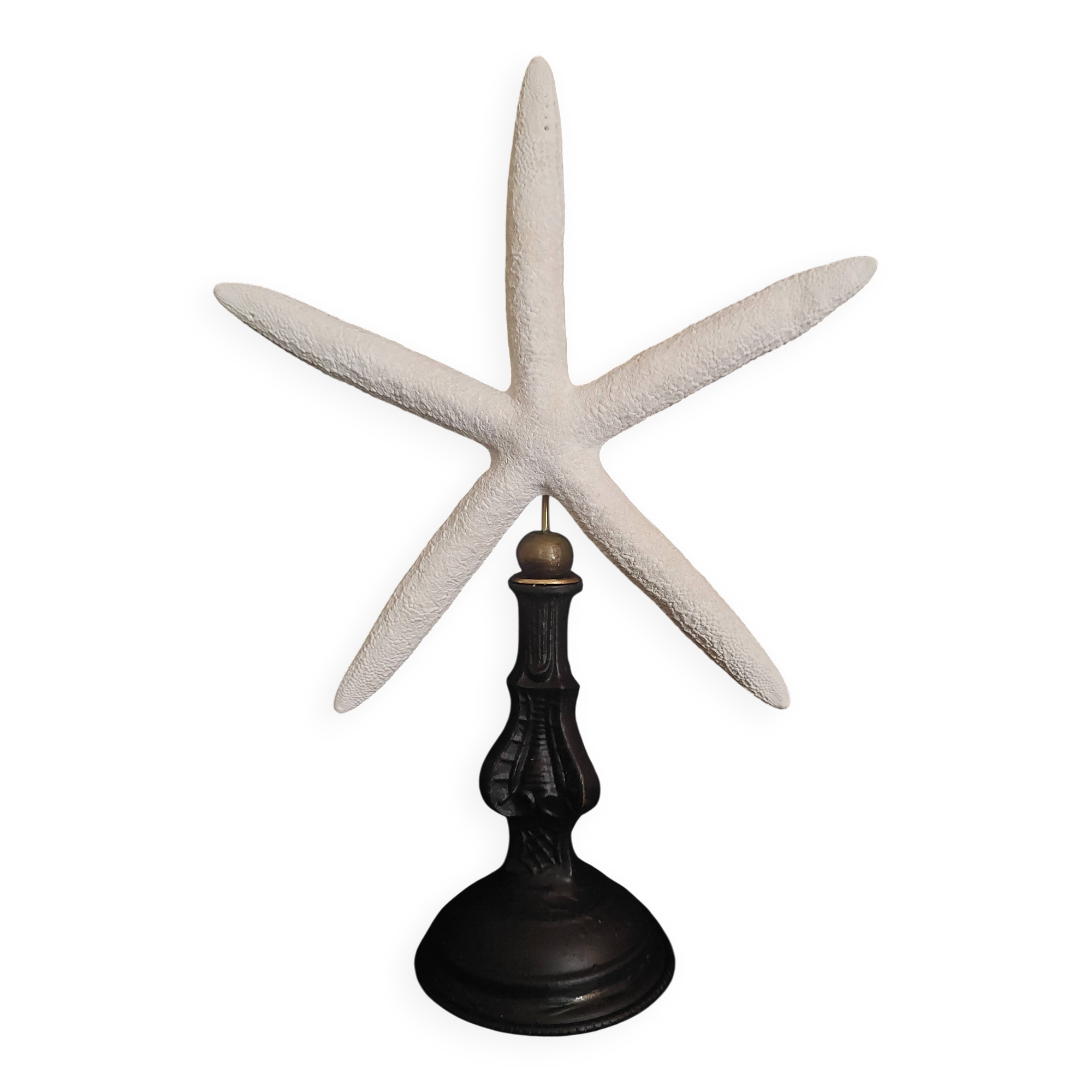 Cabinet of Curiosities white starfish Linckia laevigata on base