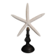 Cabinet of Curiosities white starfish Linckia laevigata on base
