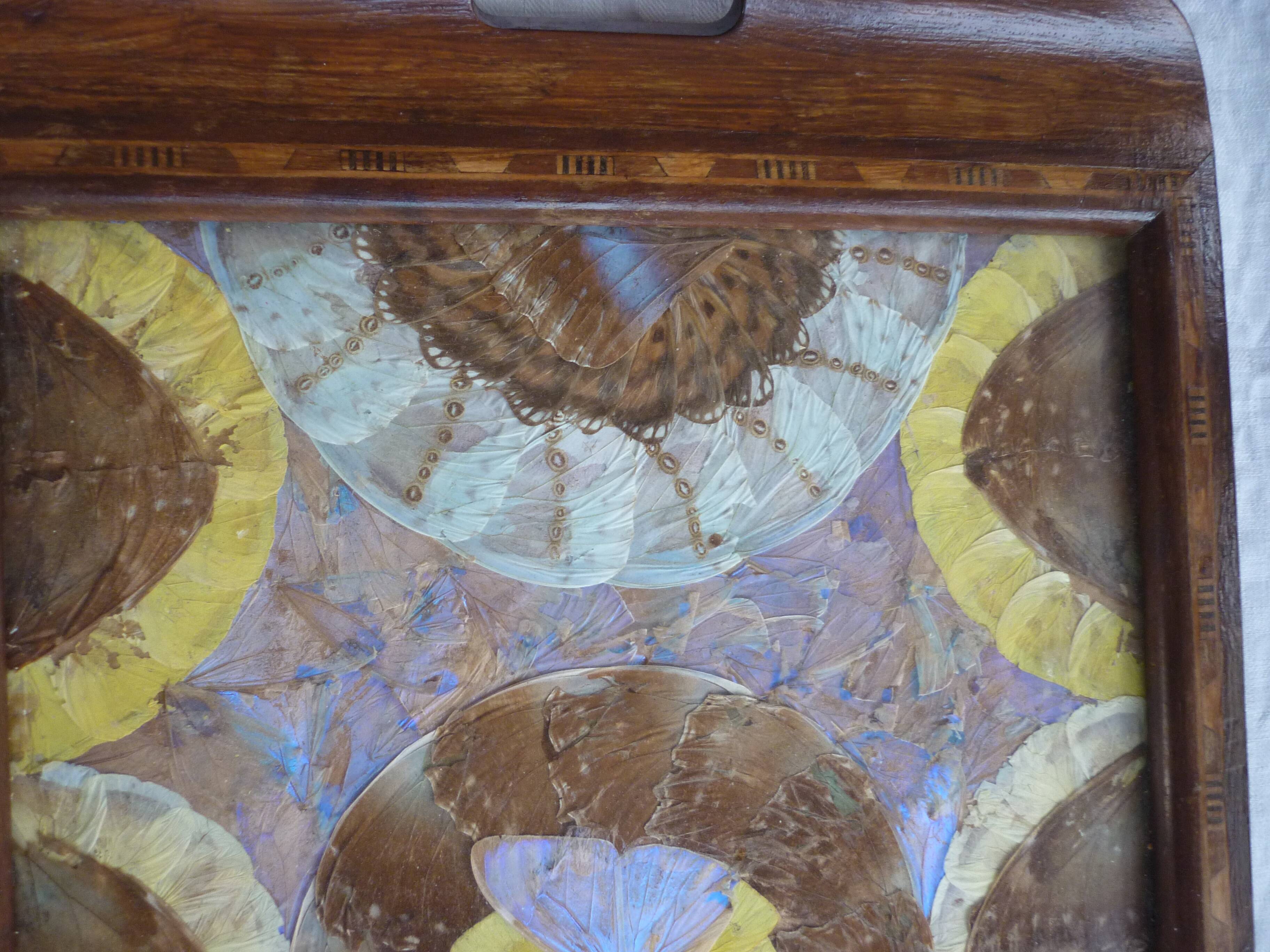 Butterfly wing top and wood marquetry