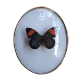 Papillon naturalisé encadré dans un cadre ovale bombé ancien