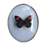 Papillon naturalisé encadré dans un cadre ovale bombé ancien