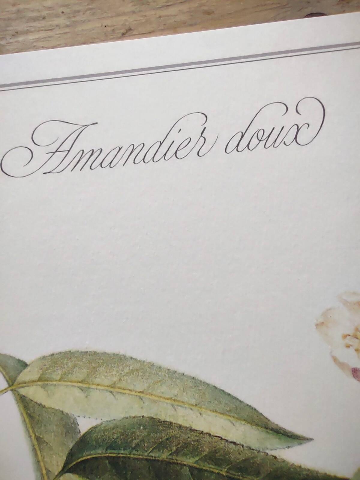 Botanical board -Sweet Almond- Illustration of medicinal plants and herbs