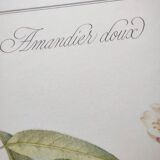 Botanical board -Sweet Almond- Illustration of medicinal plants and herbs