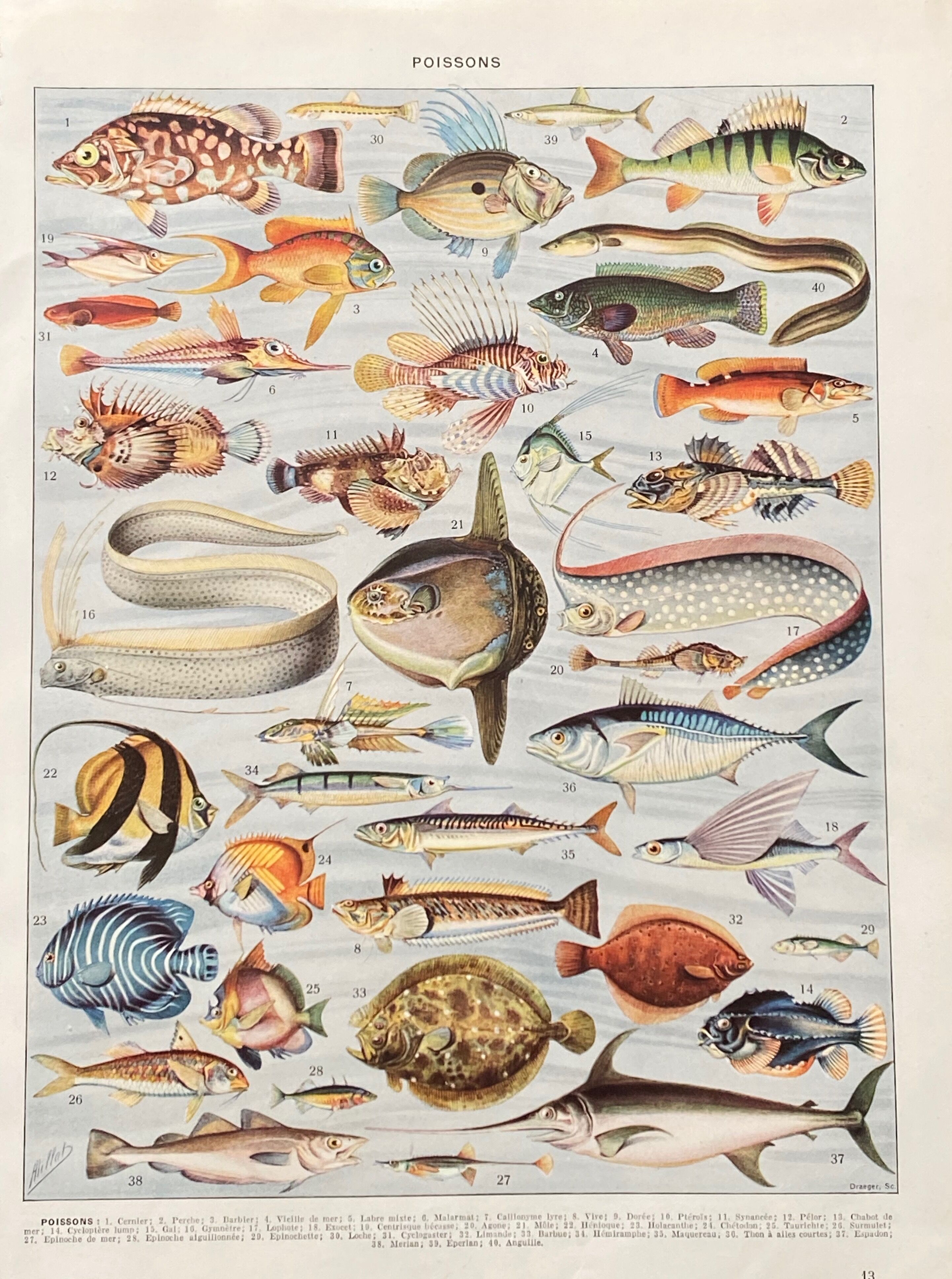 Old illustration Millot "Fish"