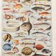 Old illustration Millot "Fish"
