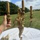 Magnificent 19th Century Louis XV Style Gilt Bronze Wall Candle Holder