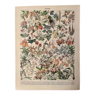Lithographie gravure sur les fleurs catalpa 1900