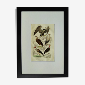 Original Ornithological plate " Vautour - Vautour Aigrette - &c.... " Buffon 1836