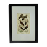 Original Ornithological plate " Vautour - Vautour Aigrette - &c.... " Buffon 1836