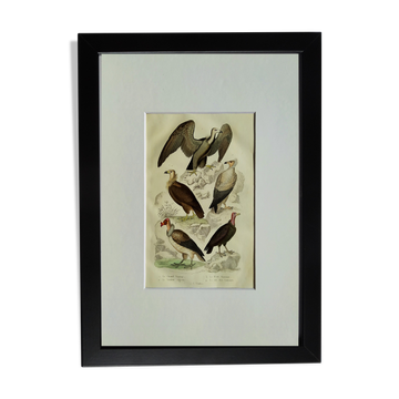 Planche Ornithologique originale " Vautour - Vautour Aigrette - &c.... " Buffon 1836