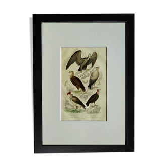 Original Ornithological plate " Vautour - Vautour Aigrette - &c.... " Buffon 1836