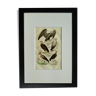 Original Ornithological plate " Vautour - Vautour Aigrette - &c.... " Buffon 1836