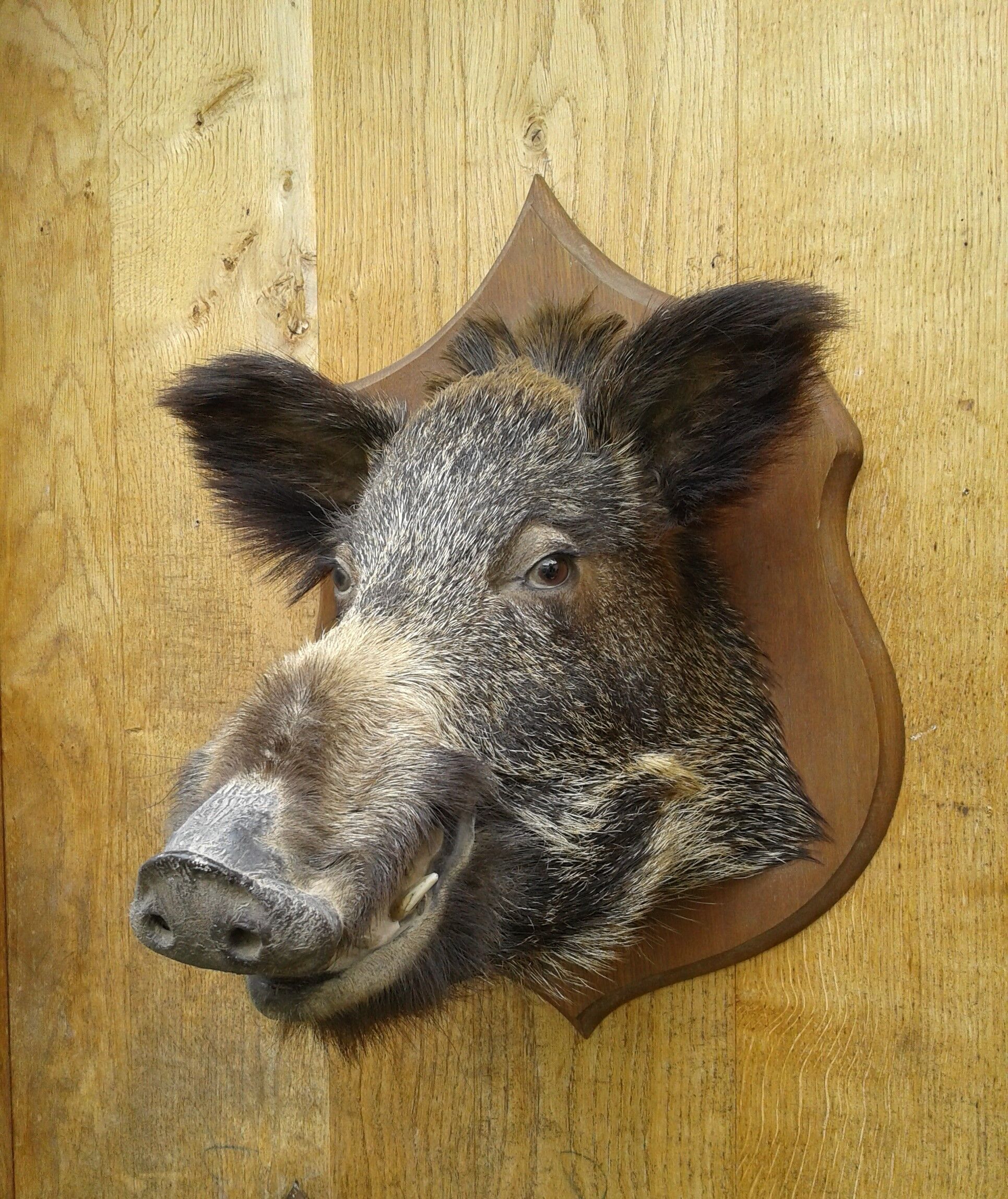 Taxidermie, tête de sanglier