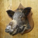 Taxidermie, tête de sanglier
