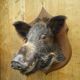 Taxidermie, tête de sanglier