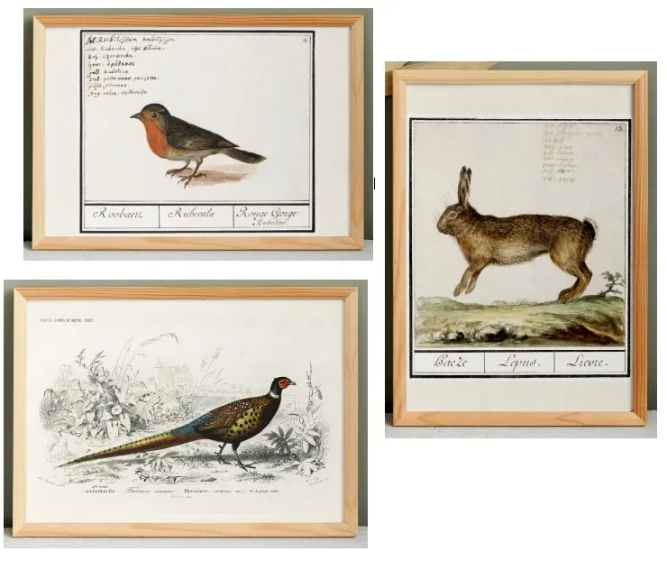 Set of 3 posters on animals