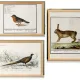 Set of 3 posters on animals