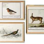 Lot de 3 affiches sur les animaux