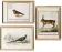 Set of 3 posters on animals
