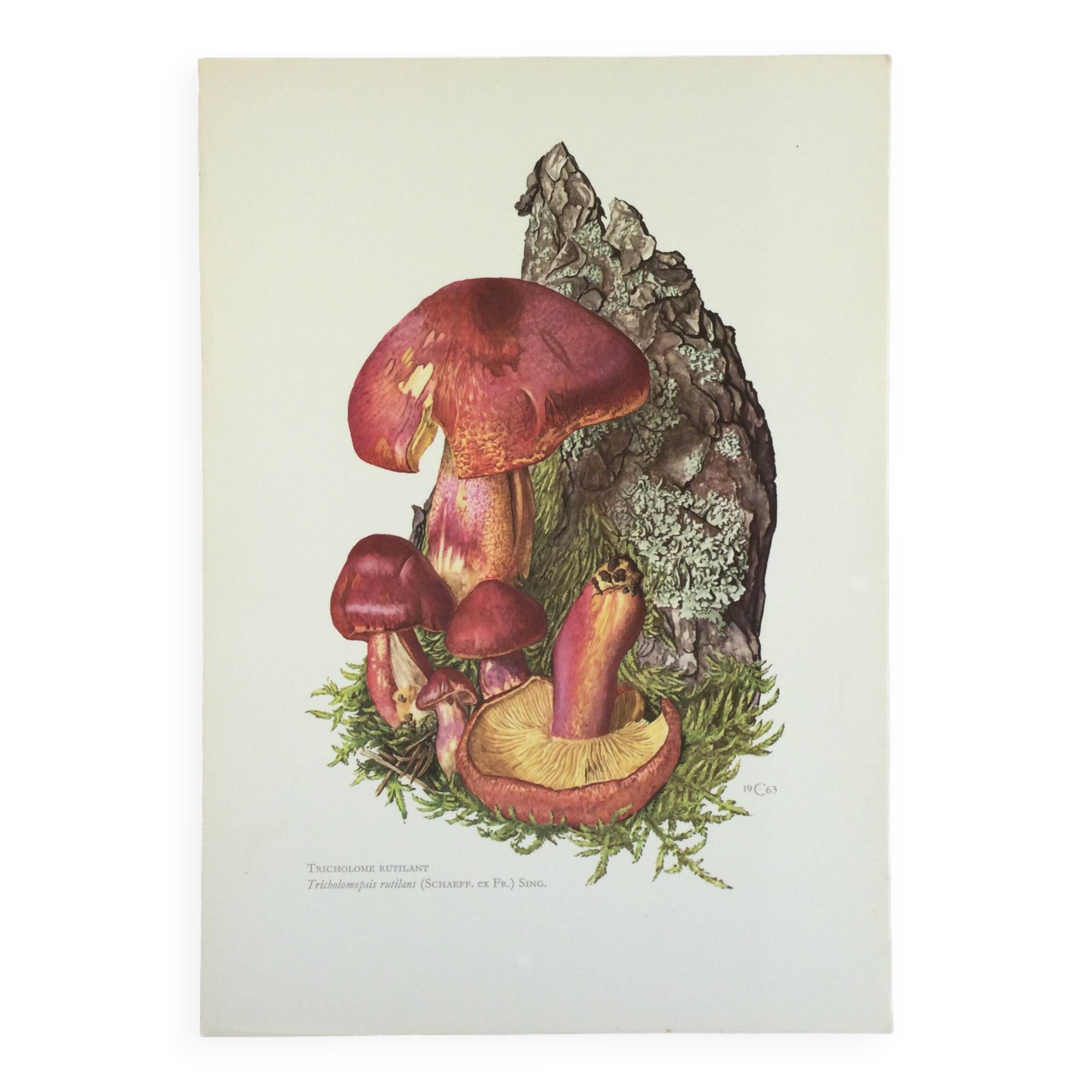 Illustration botanique "champignons", années 60