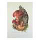 Botanical illustration "mushrooms", 1960s