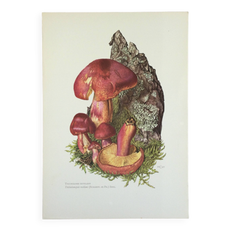 Botanical illustration "mushrooms", 1960s