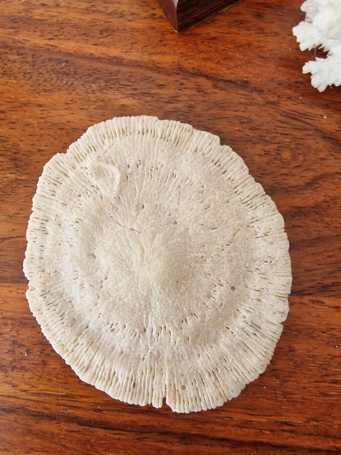 Lot of 5 corals