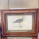 Lithographies couleur oiseaux encadrées