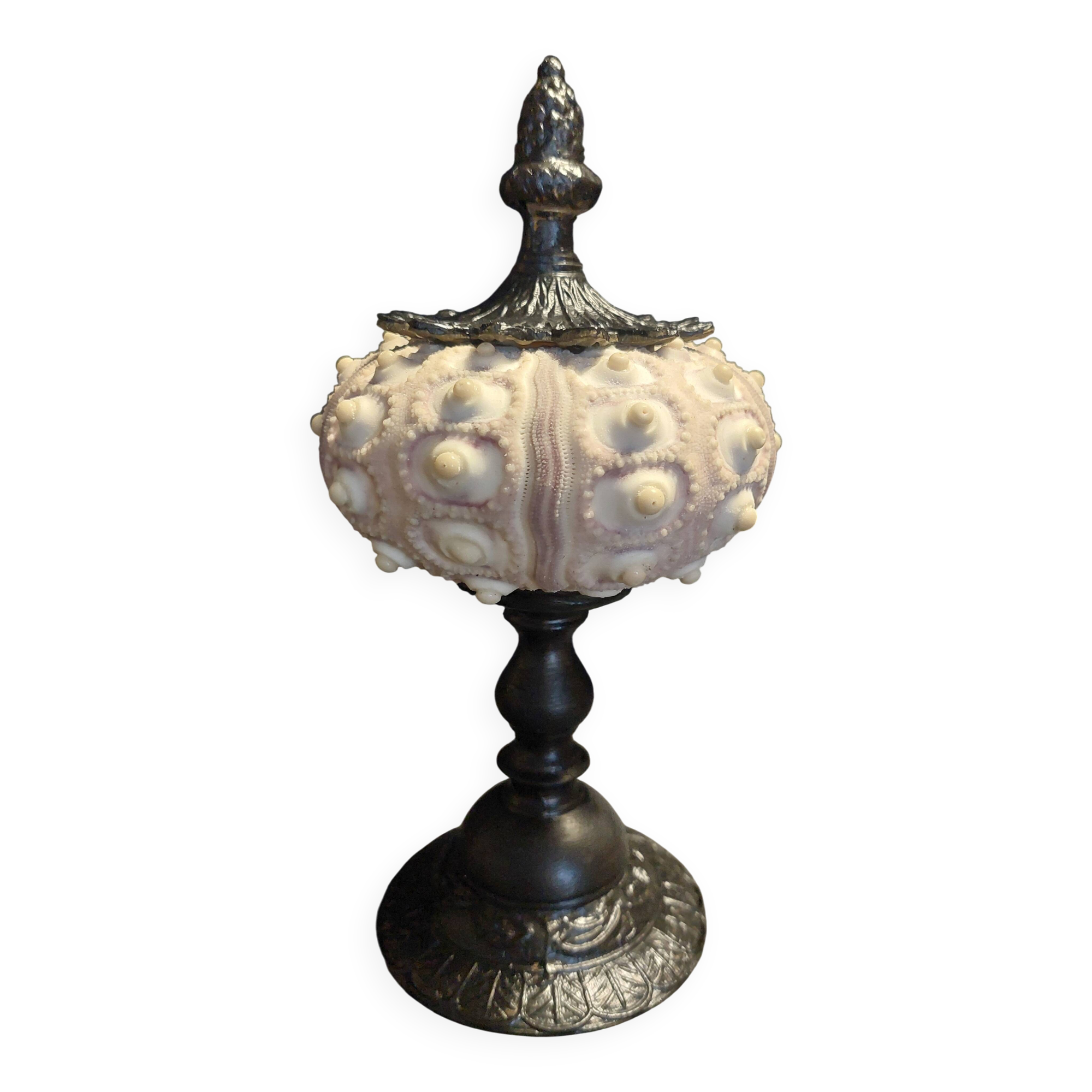 Cabinet of Curiosities imperial sea urchin Phyllacanthus imperialis on a base