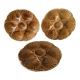 Set of 3 vintage brown Sarreguemines majolica oyster plates.