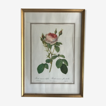 Gravure botanique encadrée