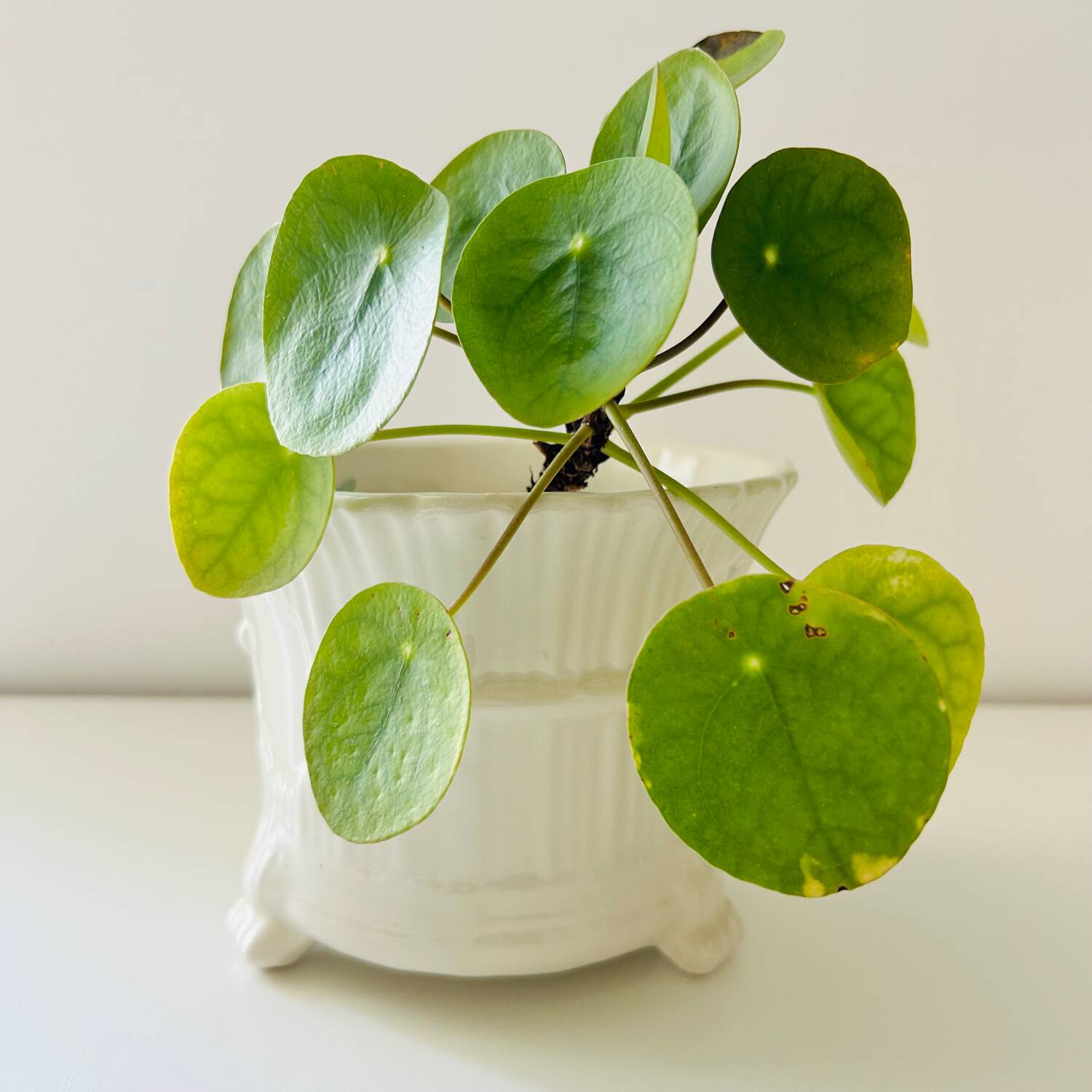Tripod basket cache pot