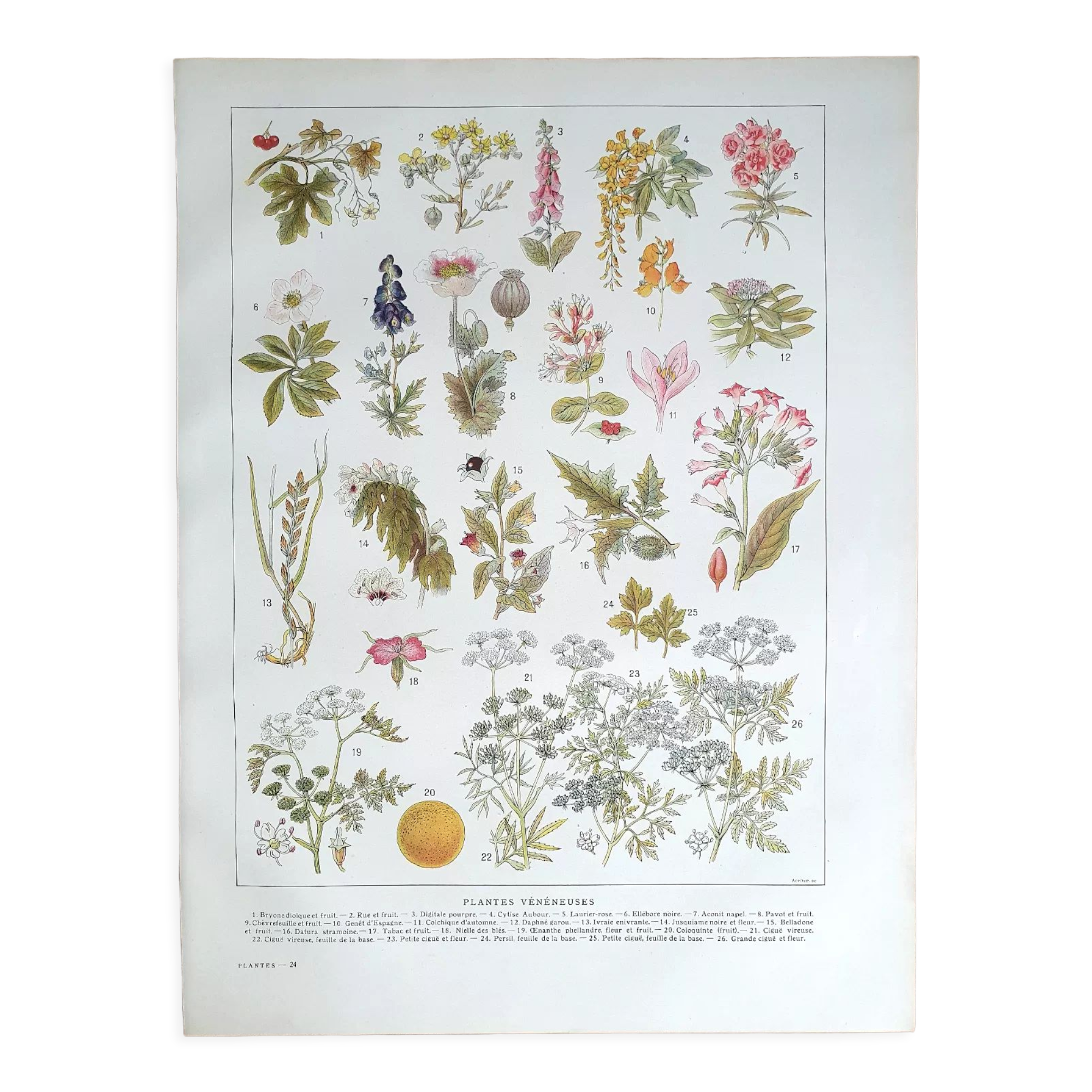 Botanical board 20s Poisonous
