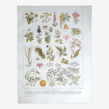 Planche botanique années 20 Vénéneuses